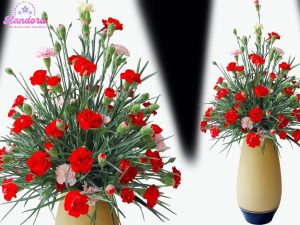 Hoa cẩm chướng